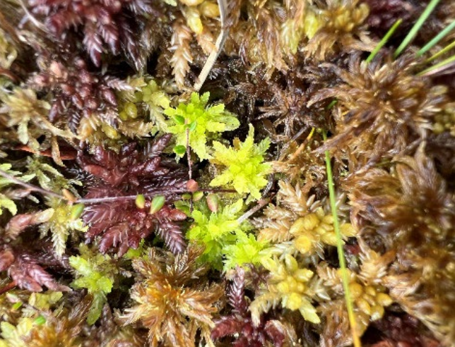 S. aongstroemii